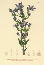 Bitterwurz